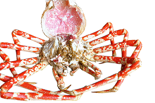 豊富な海鮮美食: 新鮮なタカアシガニや駿河湾で獲れた海鮮を堪能できます。